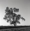 A Texas Tree